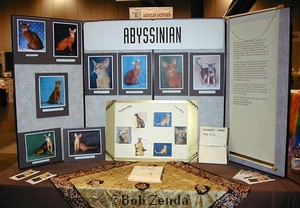 Abyssinian