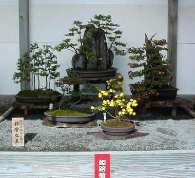 Bonsai Winner