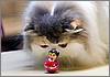 1230CatShow12 t653x653 1230CatShow12 t653x653